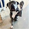 adoptable Dog in hou, TX named ELOUISE