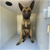 adoptable Dog in houston, TX named A620462