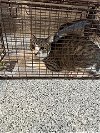 adoptable Cat in hou, TX named A620263