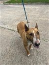 adoptable Dog in houston, TX named JEFE