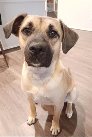 adoptable Dog in Houston, TX named LILY