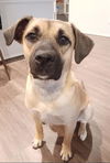 adoptable Dog in  named LILY