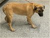 adoptable Dog in houston, TX named ALVIDA