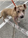 adoptable Dog in houston, TX named A621410