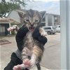 adoptable Cat in houston, TX named A621432