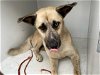 adoptable Dog in houston, TX named A621440