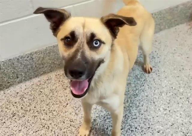 adoptable Dog in Houston, TX named SAMMY
