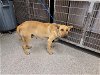 adoptable Dog in  named A621457