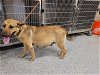 adoptable Dog in  named A621458