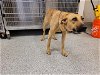 adoptable Dog in  named A621460