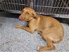 adoptable Dog in houston, TX named A621461