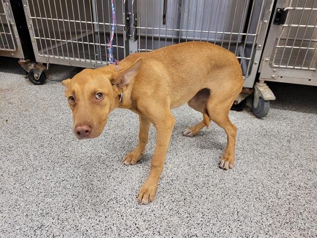 adoptable Dog in Houston, TX named A621462