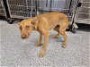adoptable Dog in houston, TX named A621462