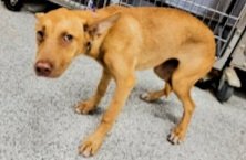adoptable Dog in Houston, TX named MARYANN