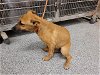 adoptable Dog in houston, TX named A621463