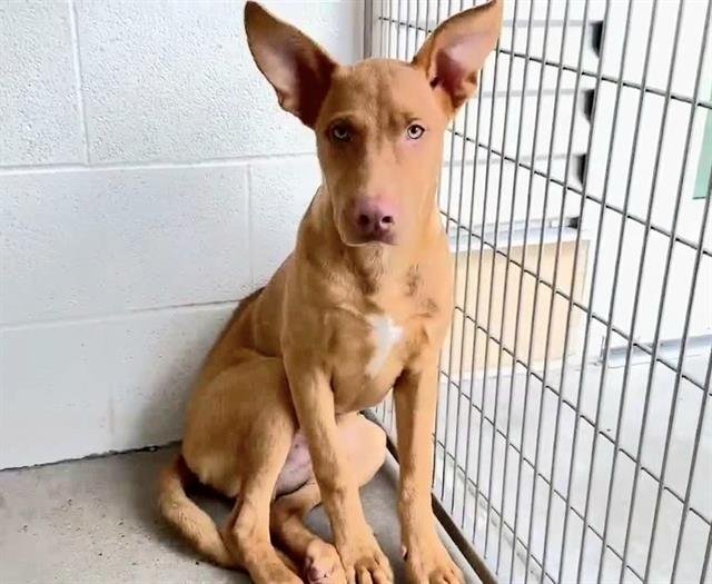 adoptable Dog in Houston, TX named A621466