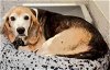adoptable Dog in houston, TX named BAGEL