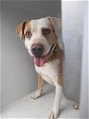 adoptable Dog in  named OZZY