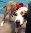 adoptable Dog in hou, TX named A620315