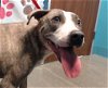 adoptable Dog in hou, TX named A620316