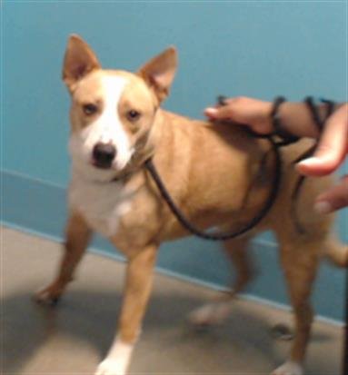 adoptable Dog in Houston, TX named RAFAEL