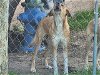 adoptable Dog in houston, TX named DUTCHESS