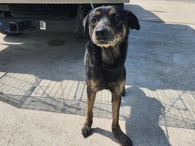 adoptable Dog in Houston, TX named GUNNER
