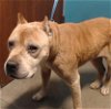 adoptable Dog in  named A621600