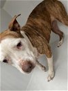 adoptable Dog in  named A621641