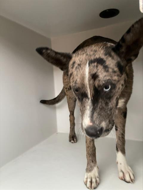 adoptable Dog in Houston, TX named A621674