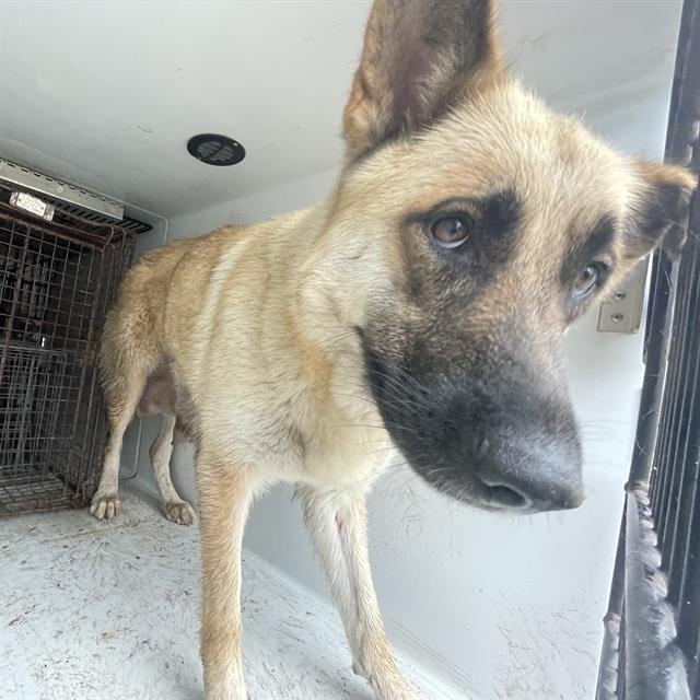 adoptable Dog in Houston, TX named A621689