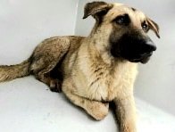 adoptable Dog in Houston, TX named DALLAS