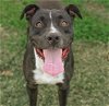 adoptable Dog in hou, TX named FLYNN