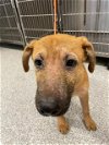 adoptable Dog in  named A621806