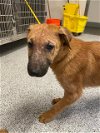 adoptable Dog in  named A621807