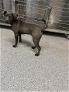 adoptable Dog in  named A621834