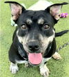 adoptable Dog in  named GLOW