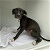 adoptable Dog in  named A621884