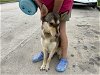 adoptable Dog in houston, TX named BUG