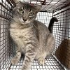 adoptable Cat in houston, TX named A622045