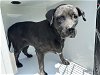 adoptable Dog in houston, TX named A622068