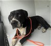 adoptable Dog in houston, TX named A622032