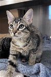 adoptable Cat in houston, TX named BUFFY