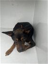 adoptable Dog in houston, TX named A621398