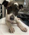 adoptable Dog in , TX named FRANCESCA