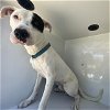 adoptable Dog in , TX named A622247