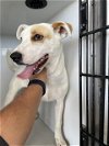 adoptable Dog in  named A622249