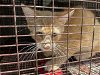adoptable Cat in , TX named A622250