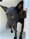 adoptable Dog in , TX named A622265