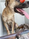 adoptable Dog in , TX named A622267
